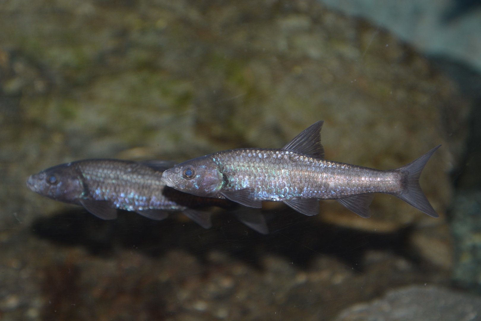 Lake Biwa gudgeon (Sarcocheilichthys biwaensis)
