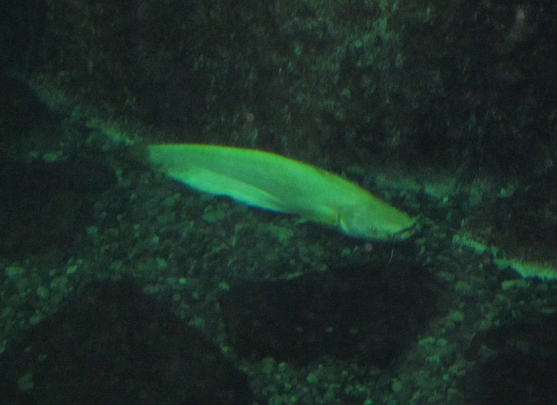 Lake Biwa Museum's aquarium