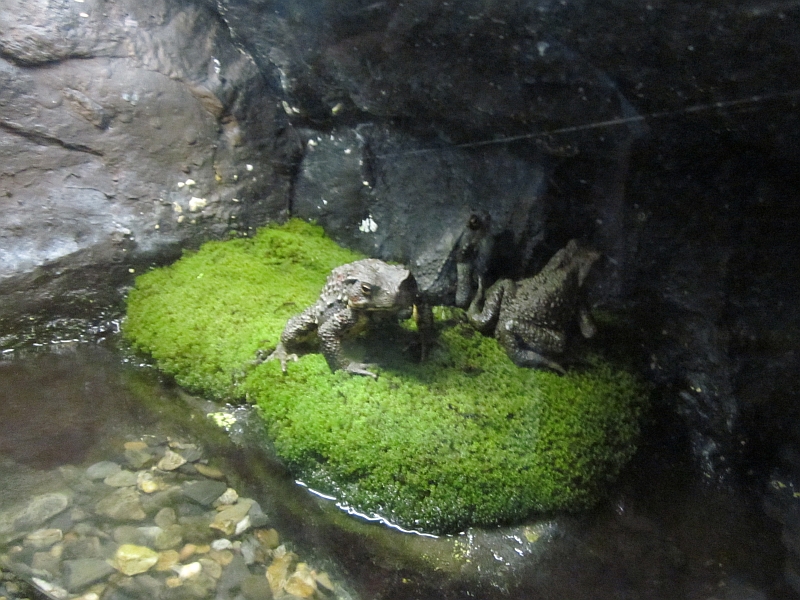 Lake Biwa Museum's aquarium