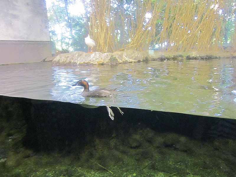 Lake Biwa Museum's aquarium