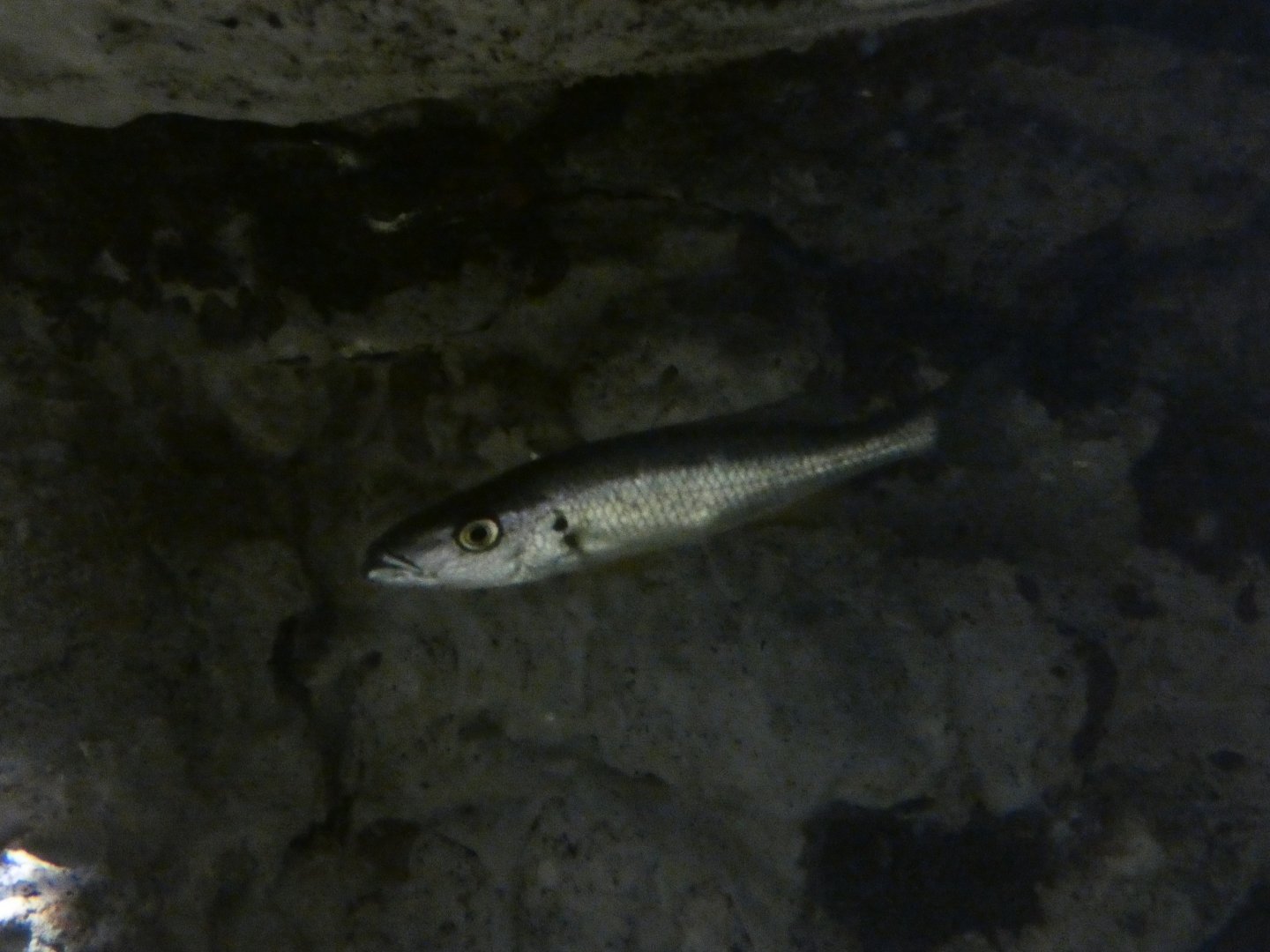 Lake Chilingali cichlid