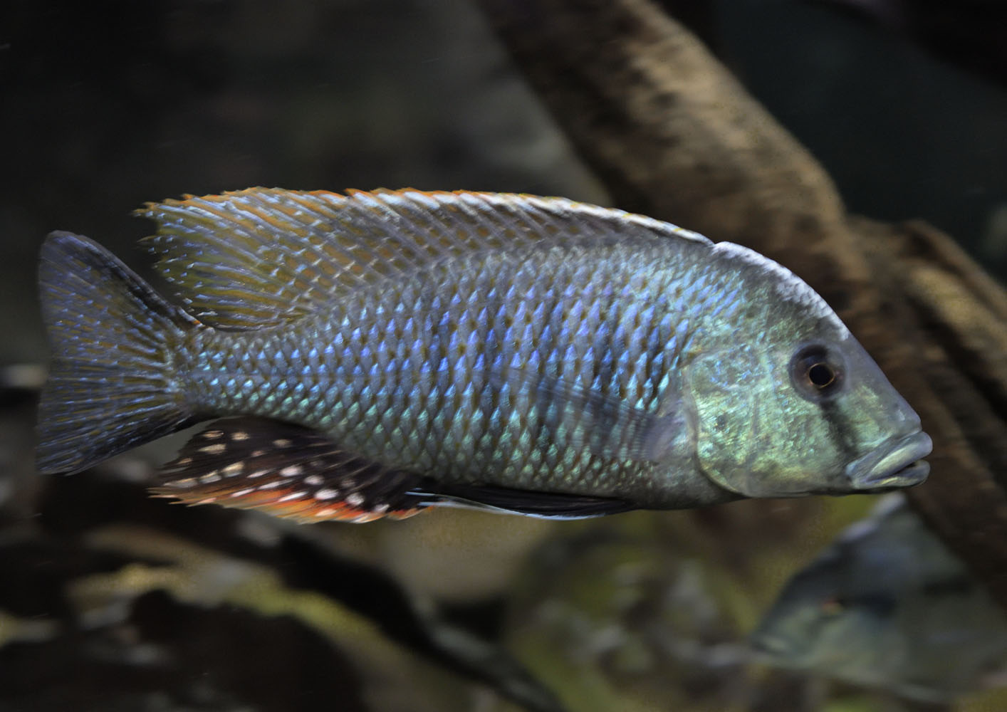 Lake Chilingali Lethrinops cichlid