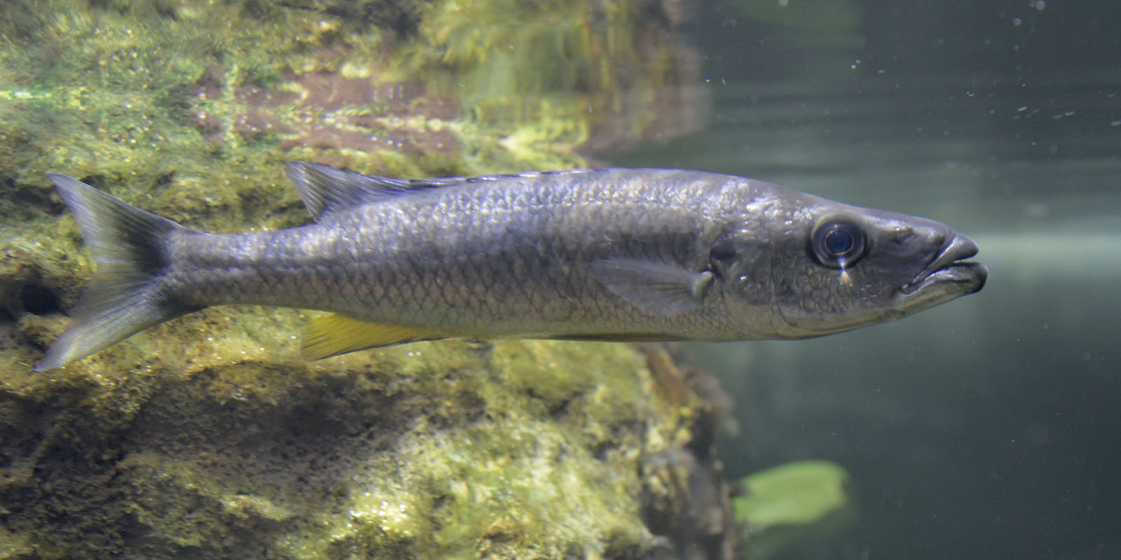 Lake Chilingali Rhamphochromis cichlid