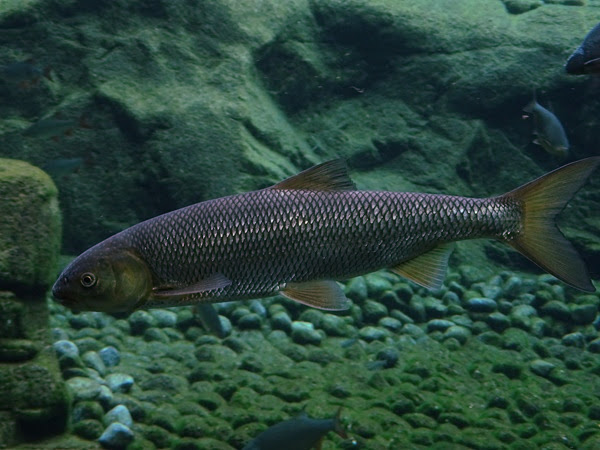 Lake chub (Rutilus meidingerii)