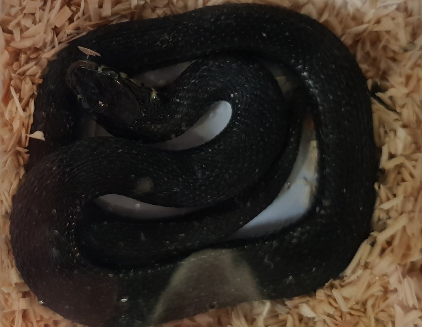 Lake Cuitzeo garter snake - Thamnophis eques cuitzeoensis