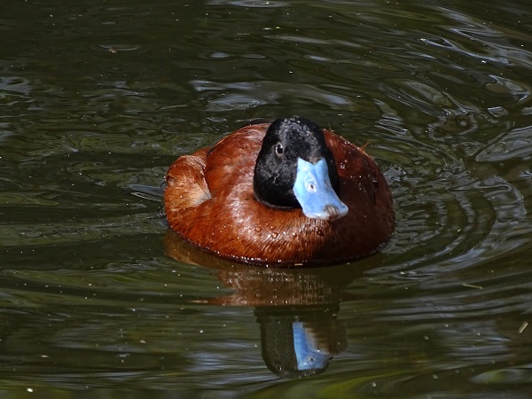 Lake duck (Oxyura vittata) (04/2022)