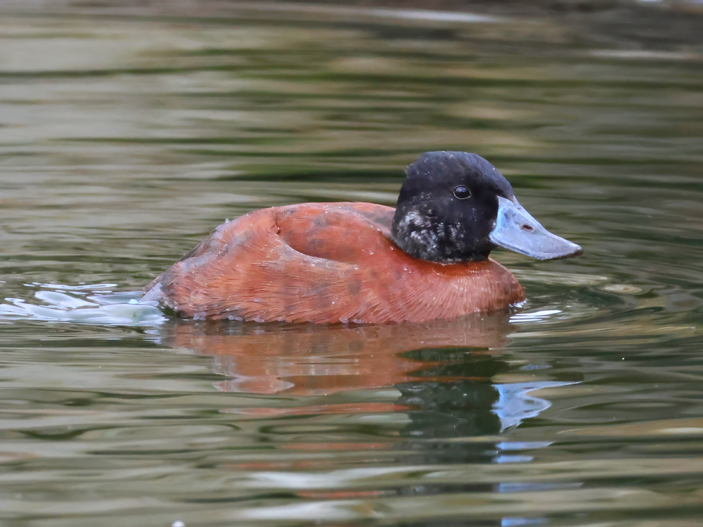 Lake duck (Oxyura vittata)  - Brook Valley Zoo