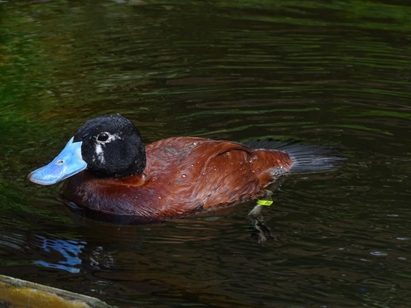 Lake duck (Oxyura vittata) (male)