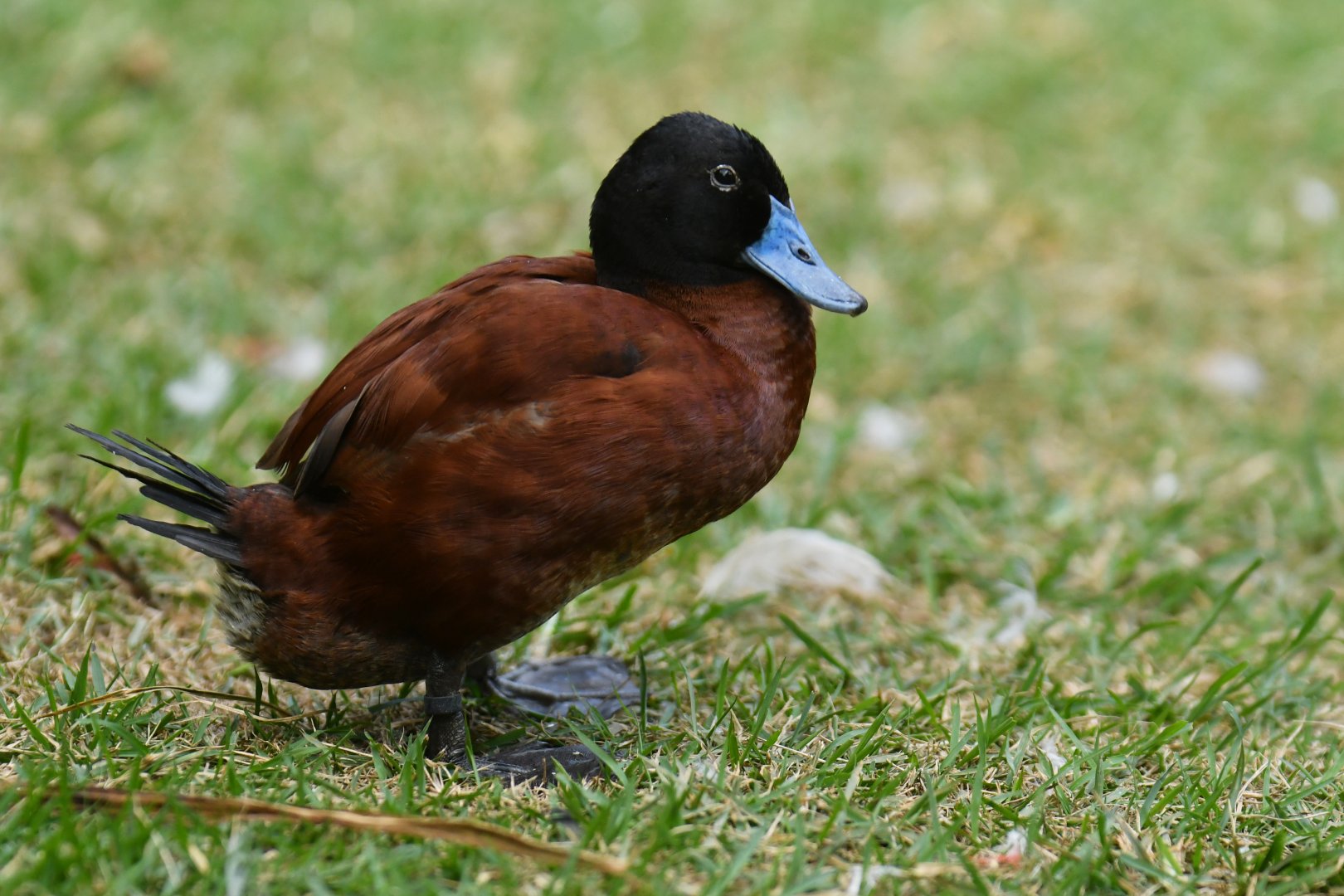 Lake Duck Oxyura vittata