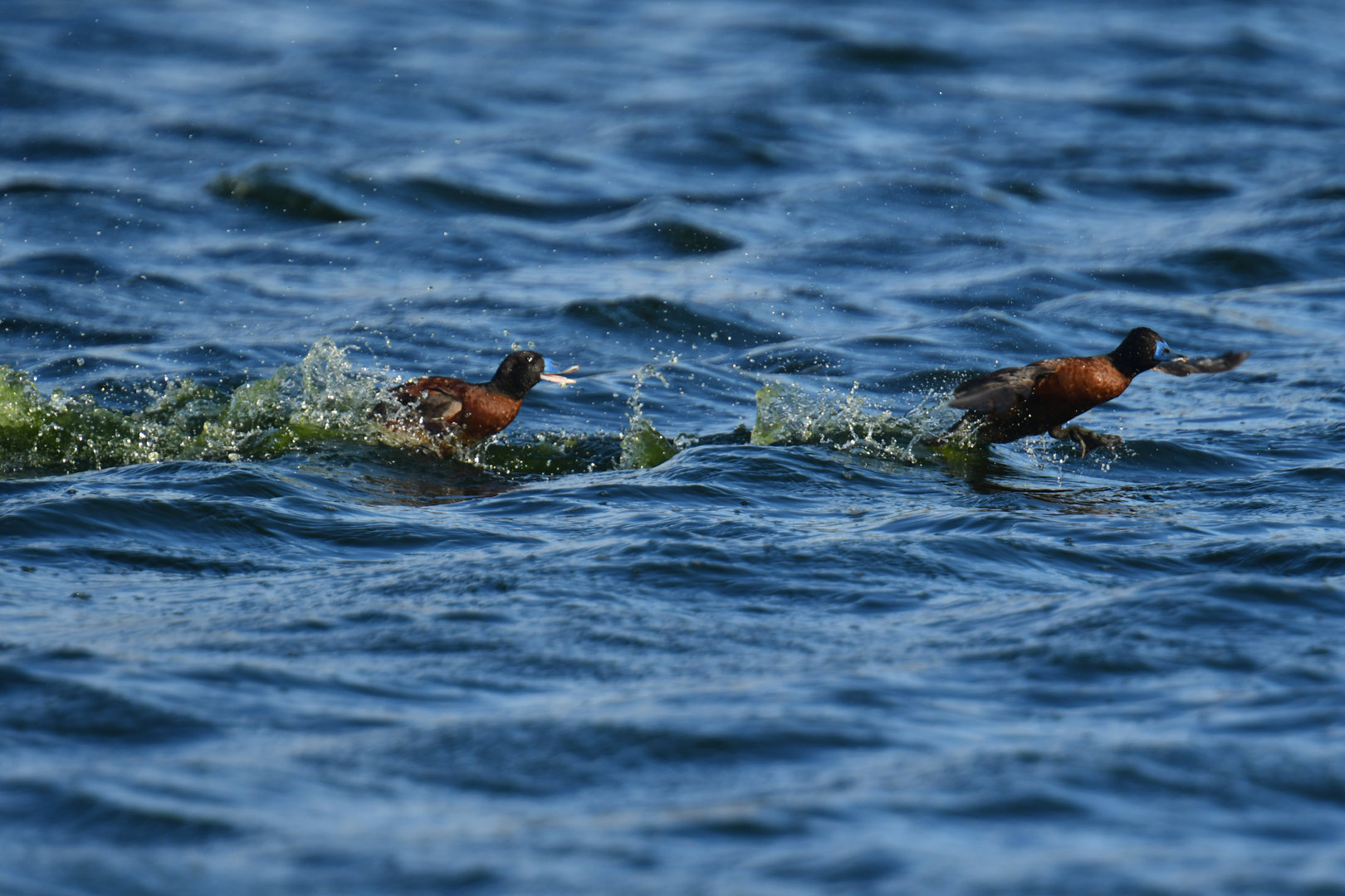 Lake Duck Oxyura vittata