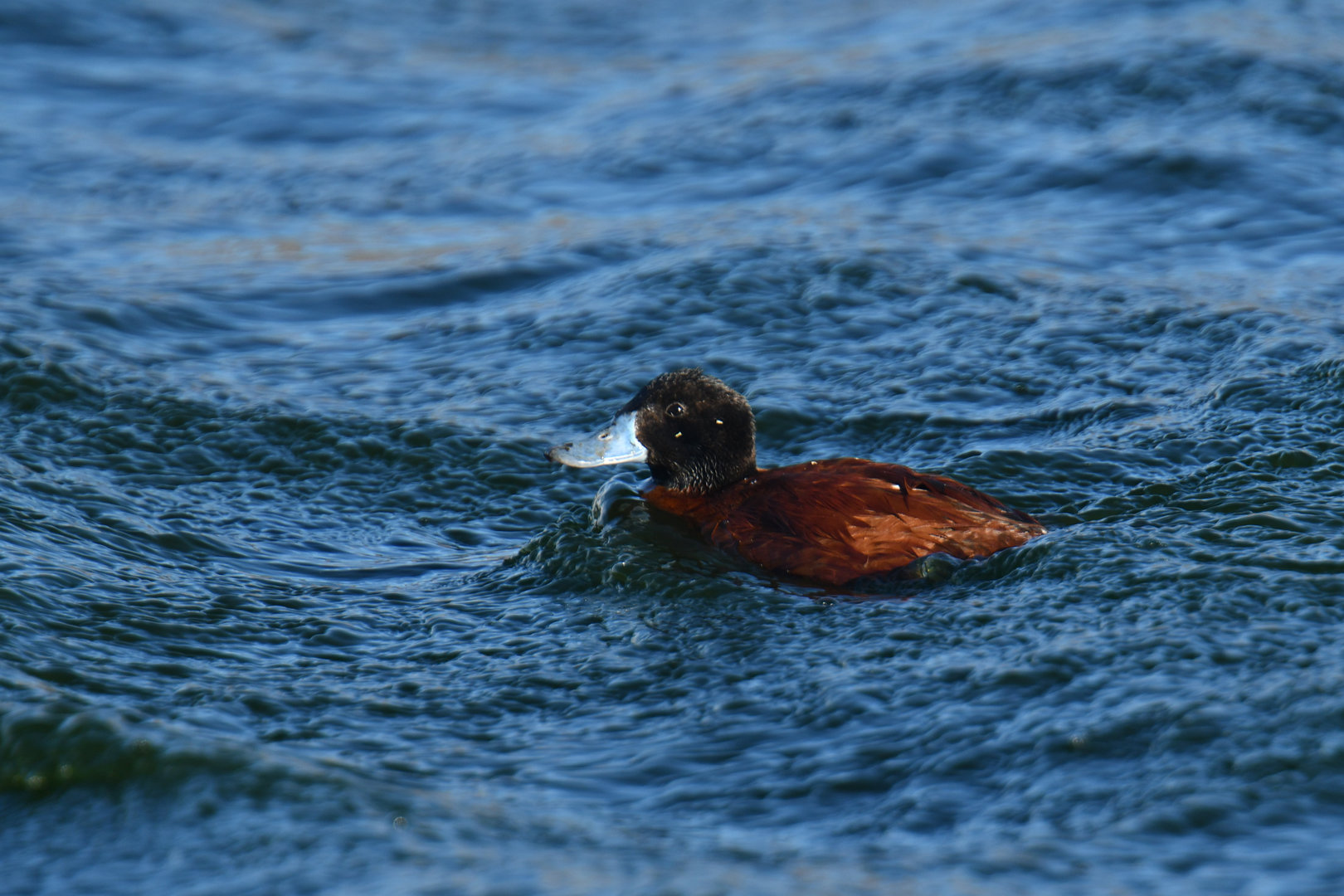Lake Duck Oxyura vittata