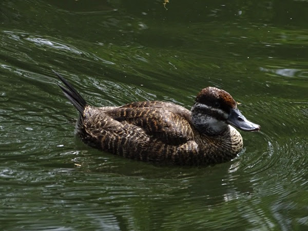 Lake duck (Oxyura vittata)