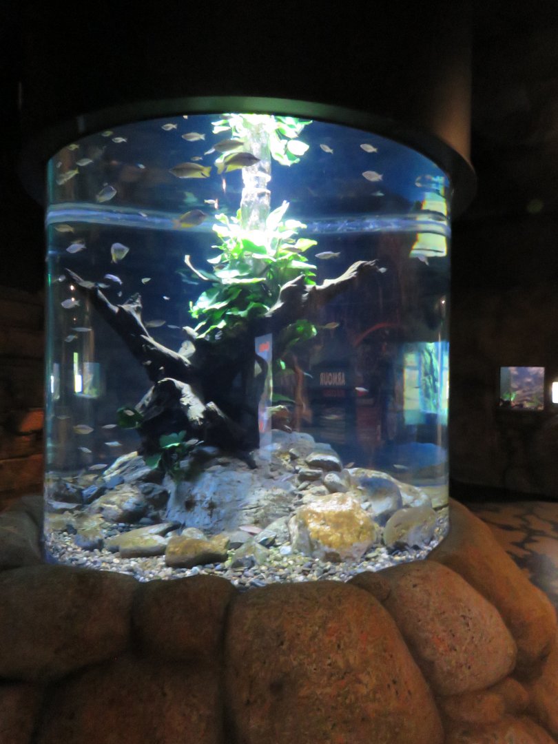Lake Eachman Rainbow Fish Tank