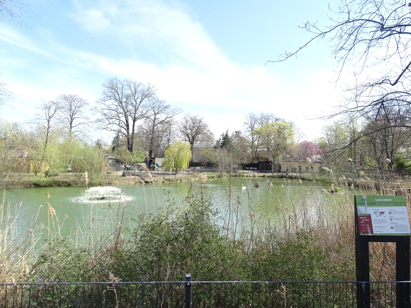 Lake enclosure for whooper swan