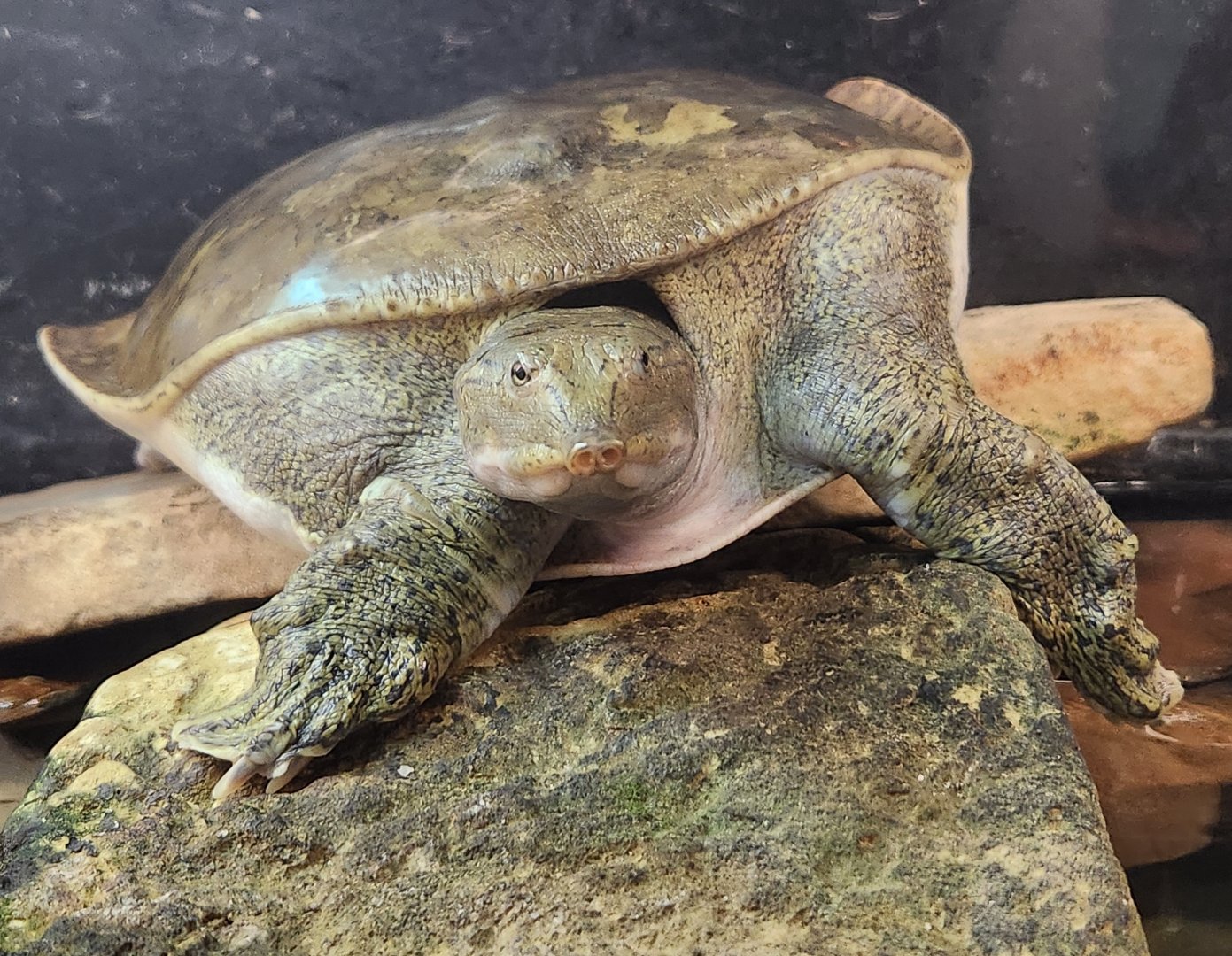 Lake Erie S&NC - Apalone spinifera