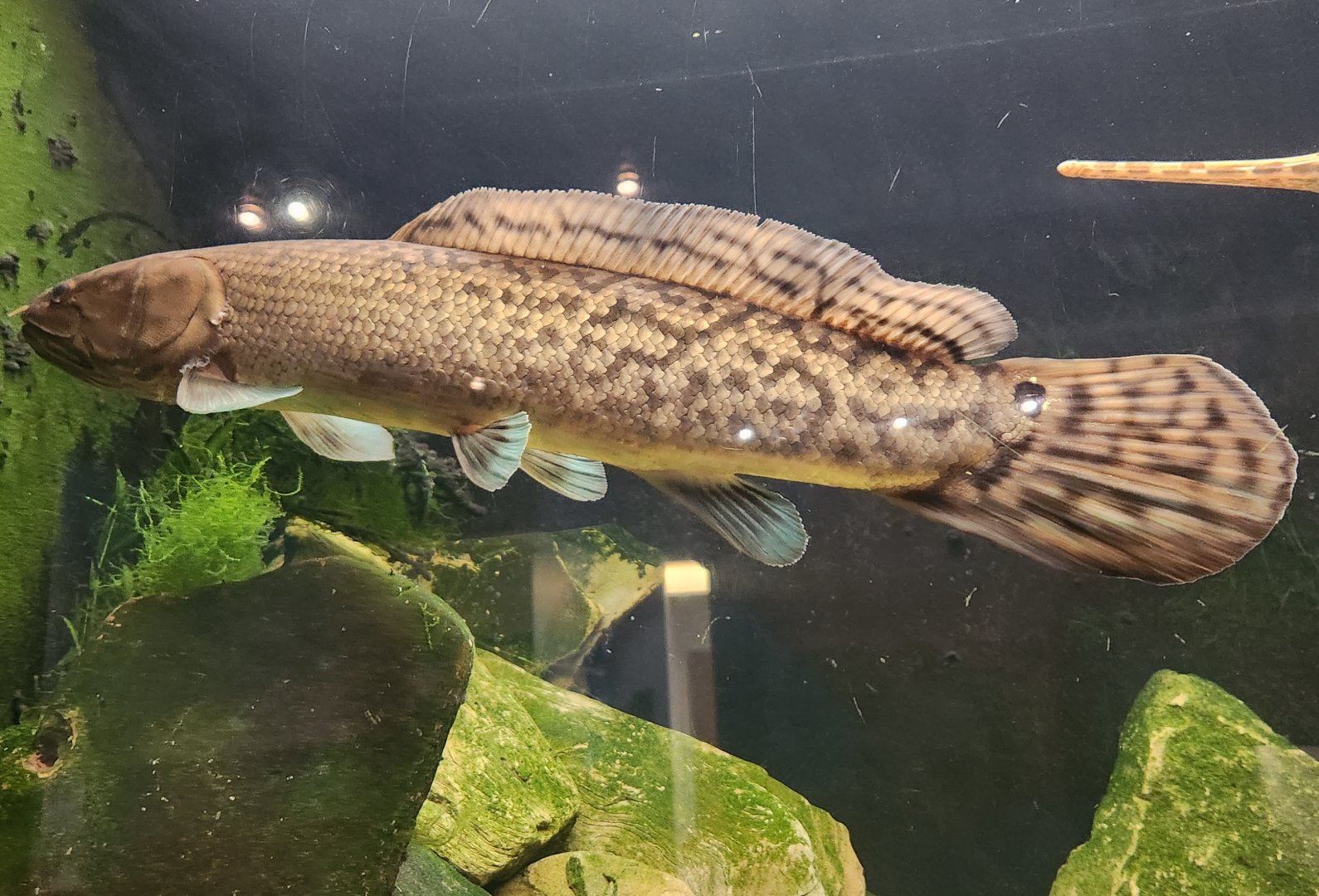 Lake Erie S&NC - Bowfin