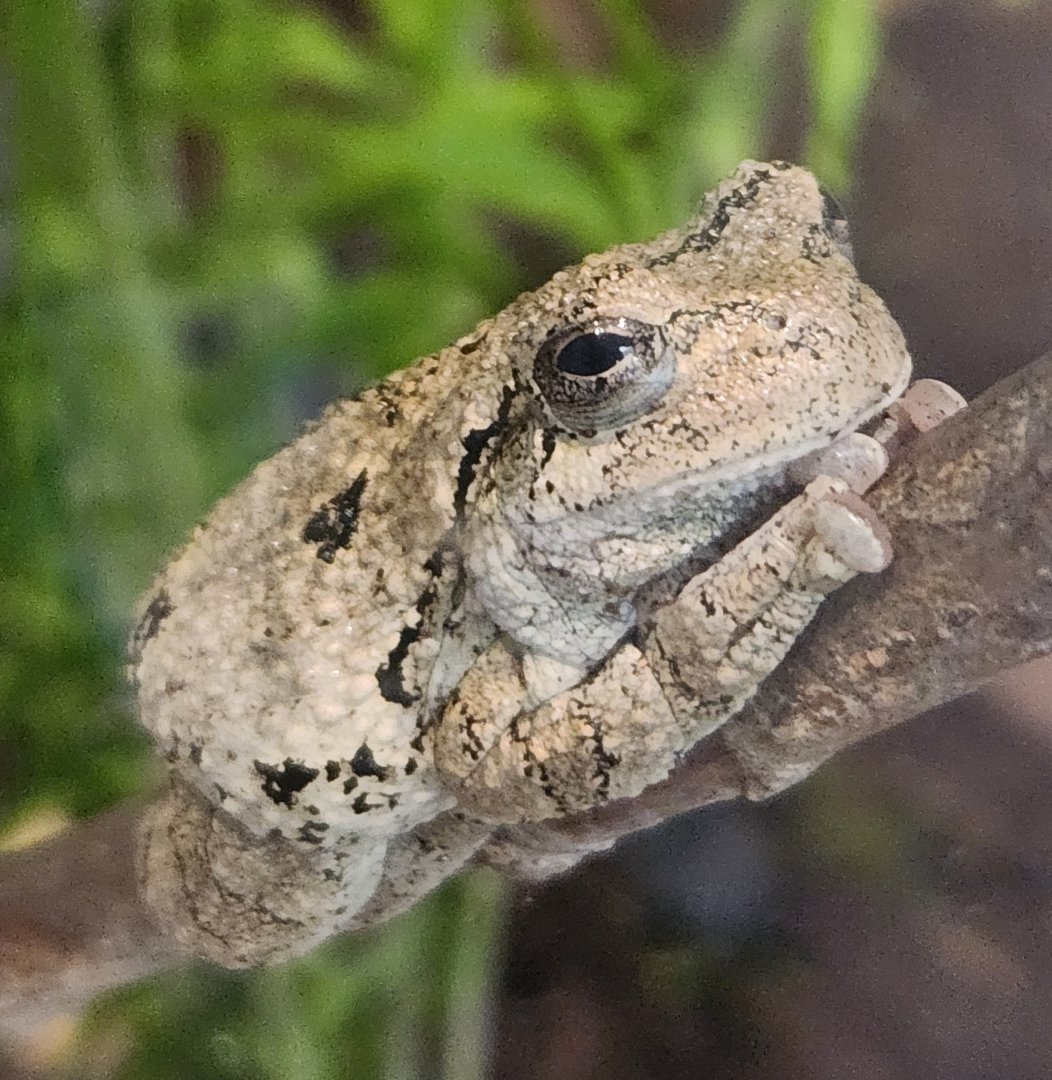 Lake Erie S&NC - Dryophytes versicolor