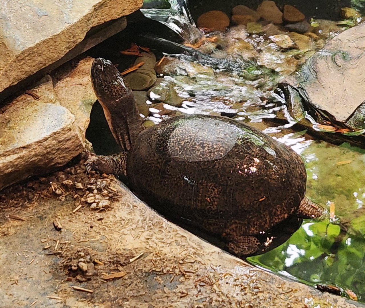 Lake Erie S&NC - Emydoidea blandingi