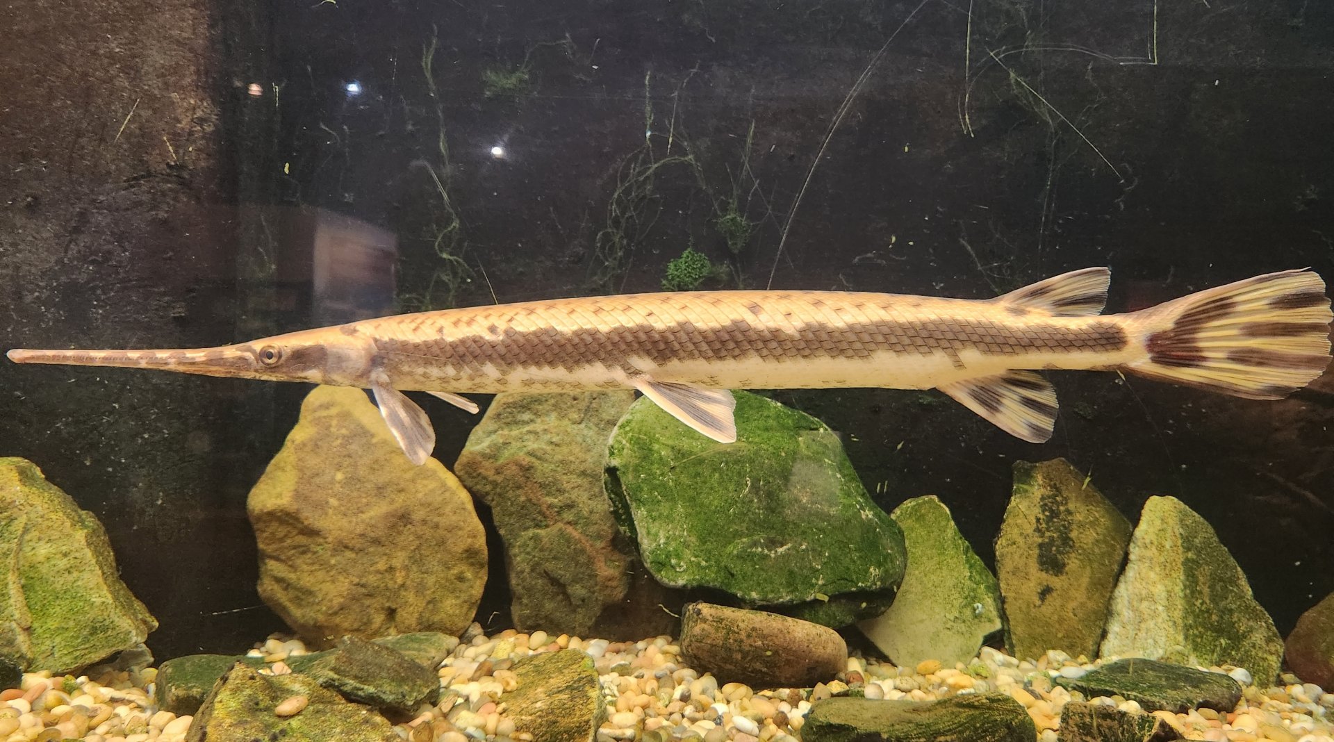 Lake Erie S&NC - Gar