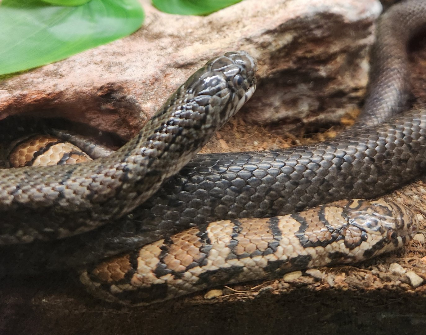 Lake Erie S&NC - Lampropeltis triangulum triangulum