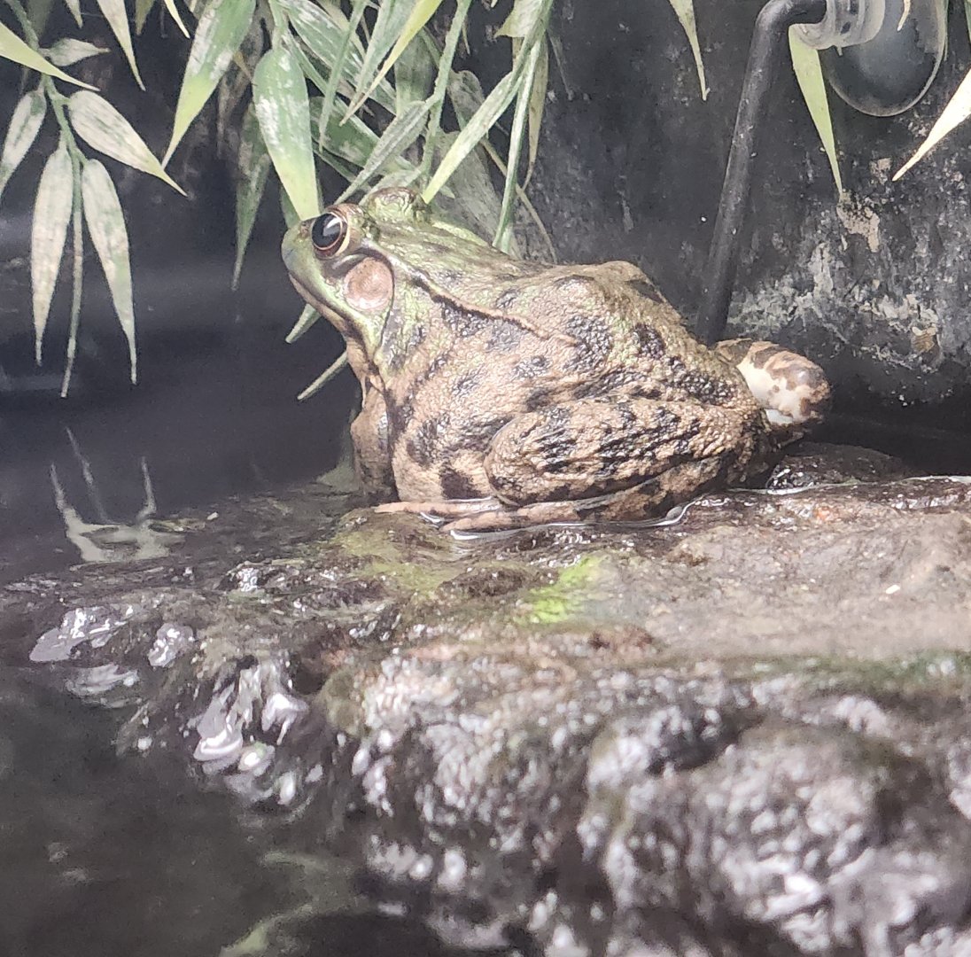 Lake Erie S&NC - Lithobates clamitans melanota