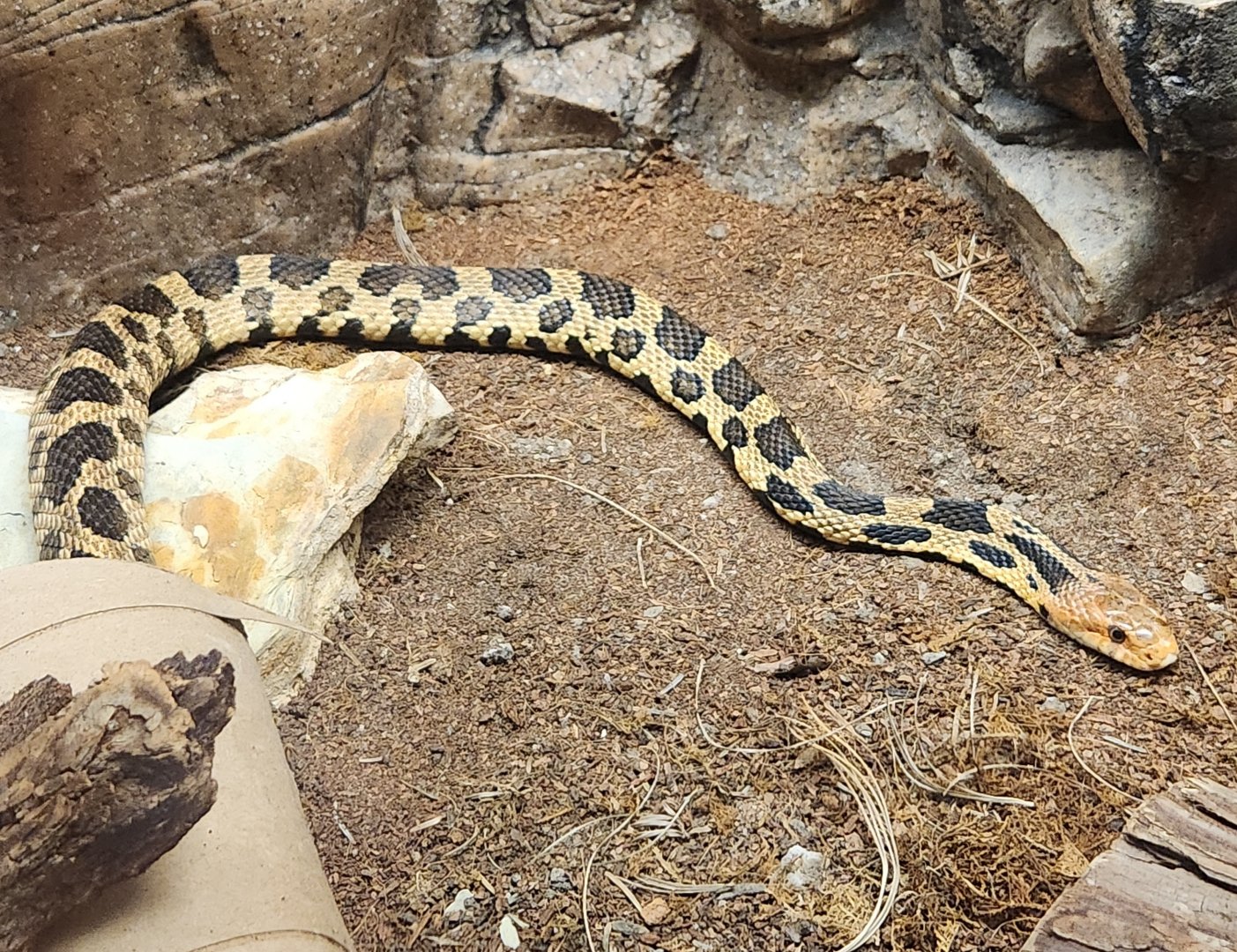 Lake Erie S&NC - Pantherophis vulpinus (gloydi)