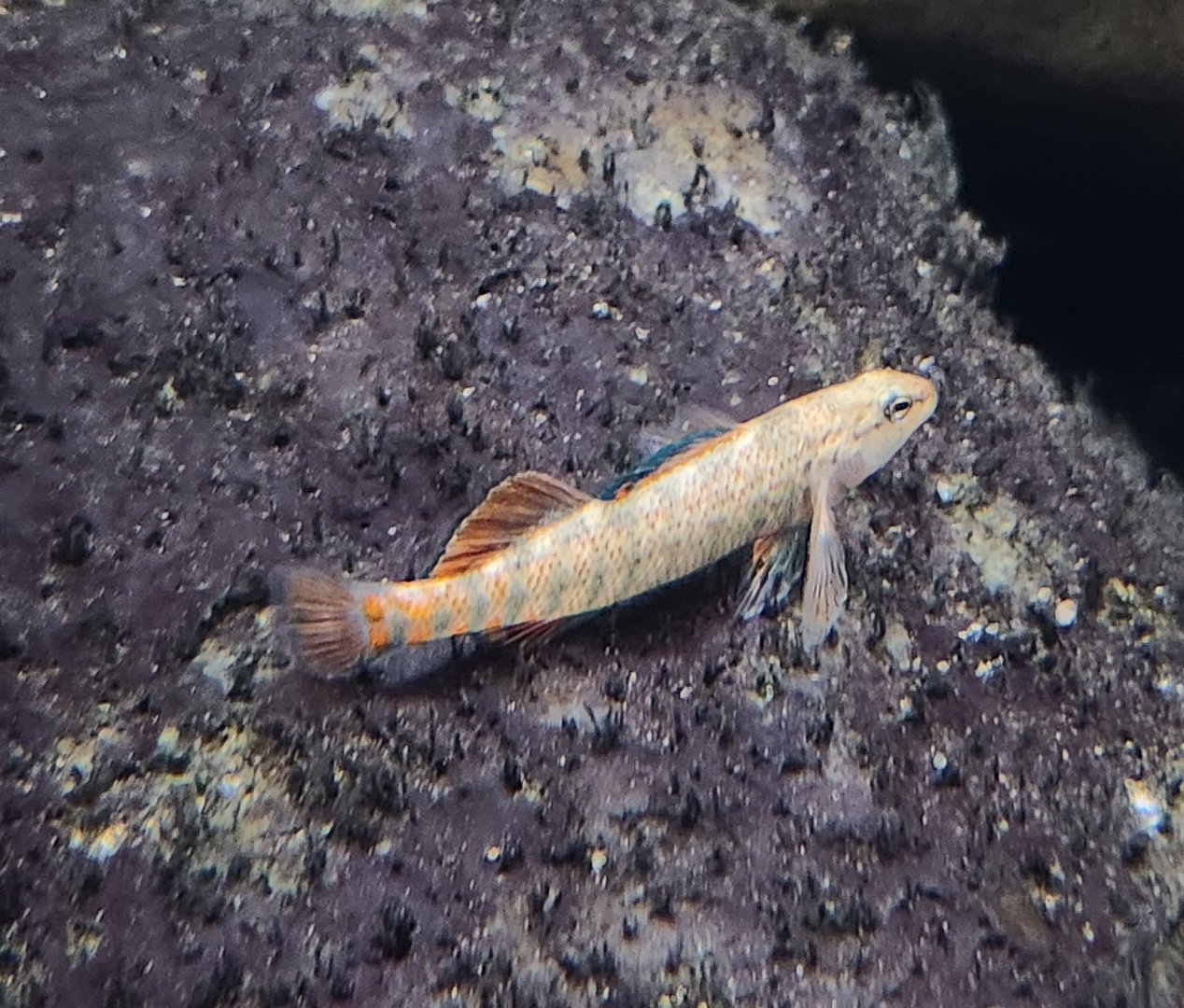 Lake Erie S&NC - Rainbow Darter