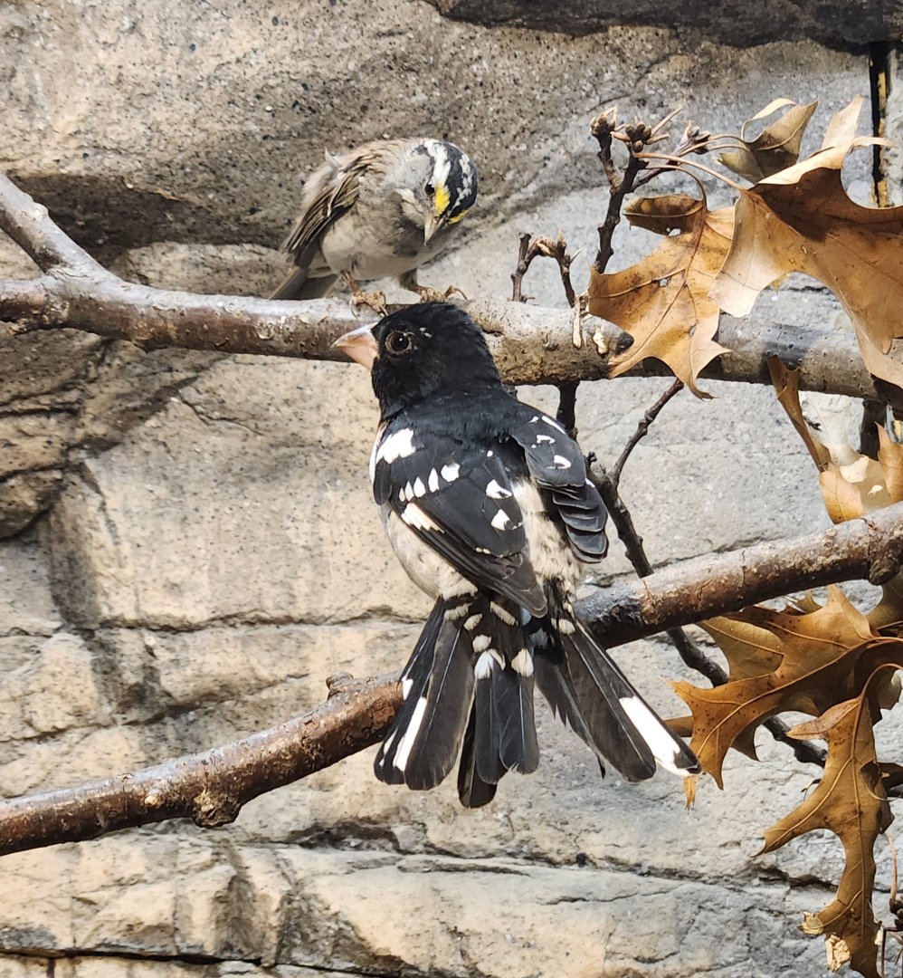 Lake Erie S&NC - Rose-breasted Grosbeak & White-throated Sparrow