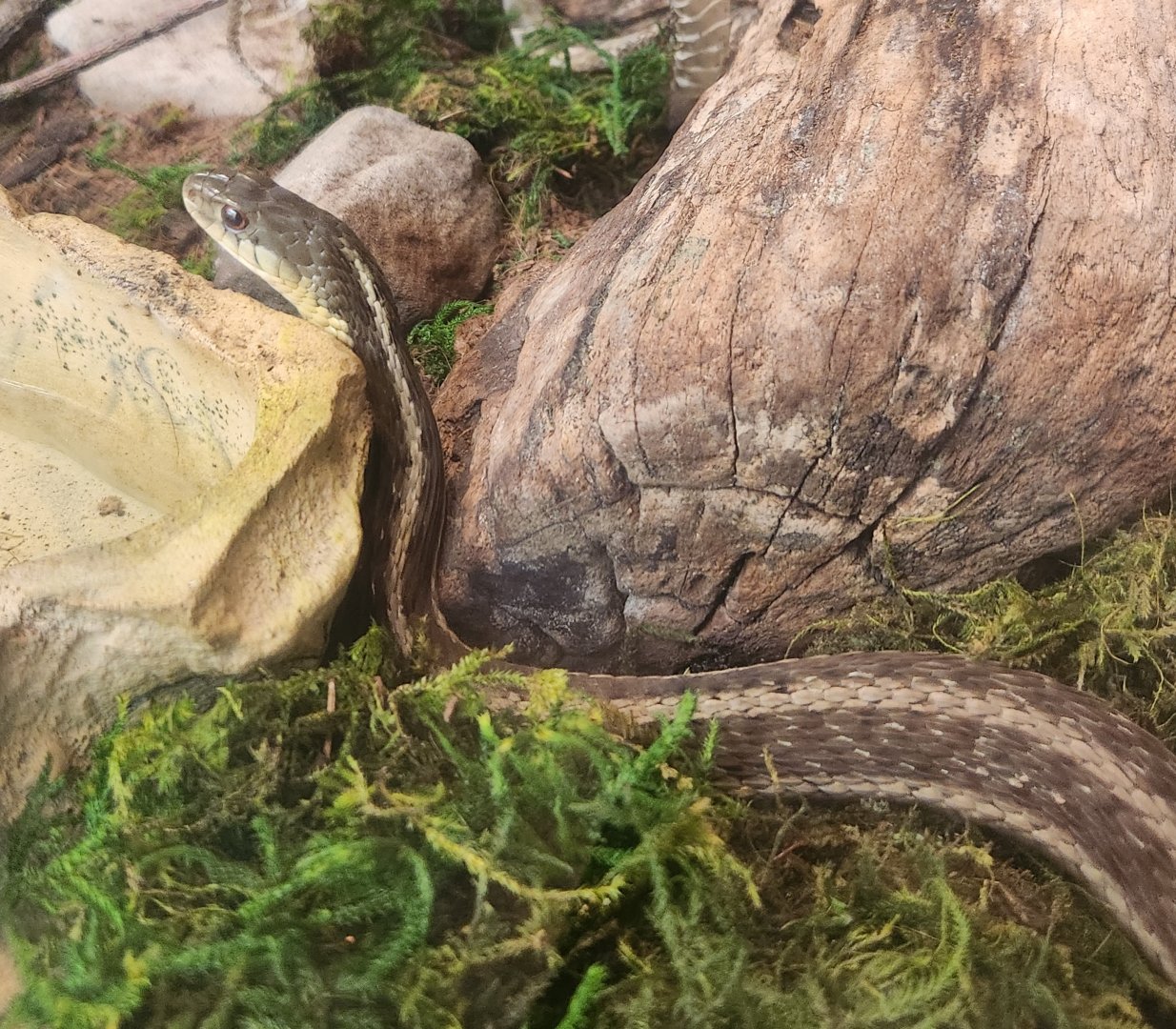 Lake Erie S&NC - Thamnophis sirtalis sirtalis