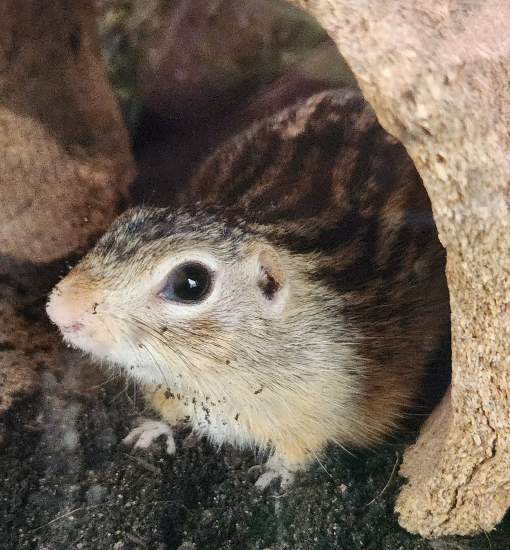 Lake Erie S&NC - Thirteen-lined Ground Squirrel