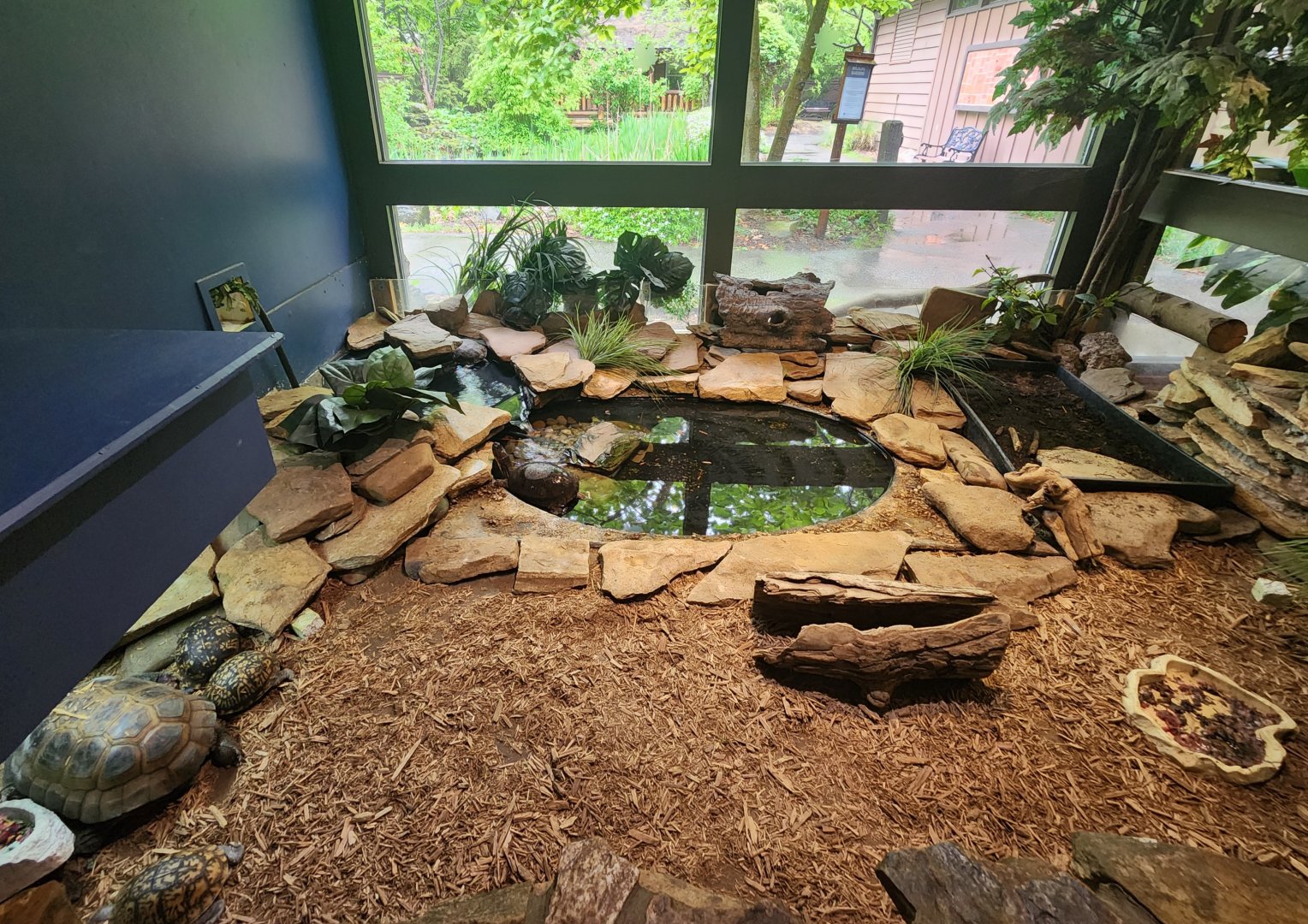 Lake Erie S&NC - Turtle pond