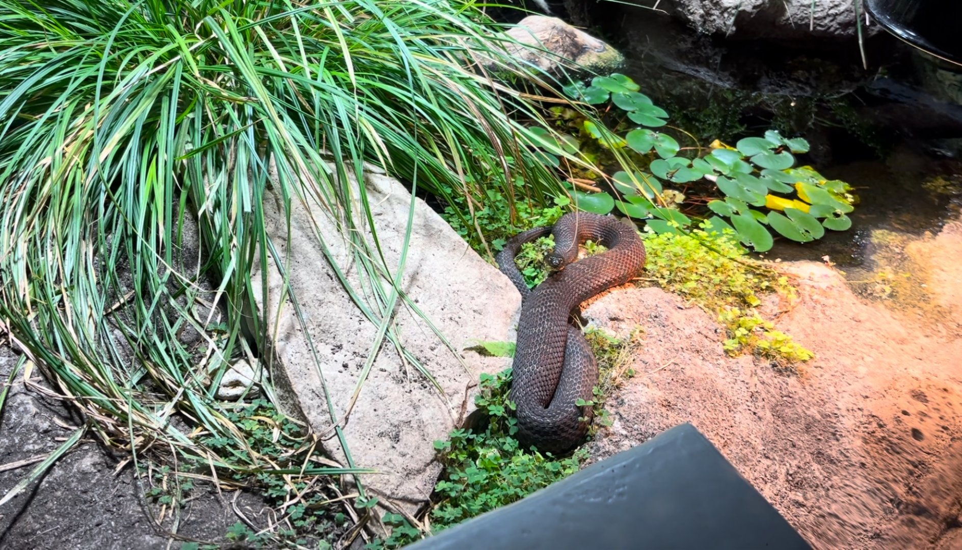 Lake Erie Water Snake Toledo Zoo Museum of Science