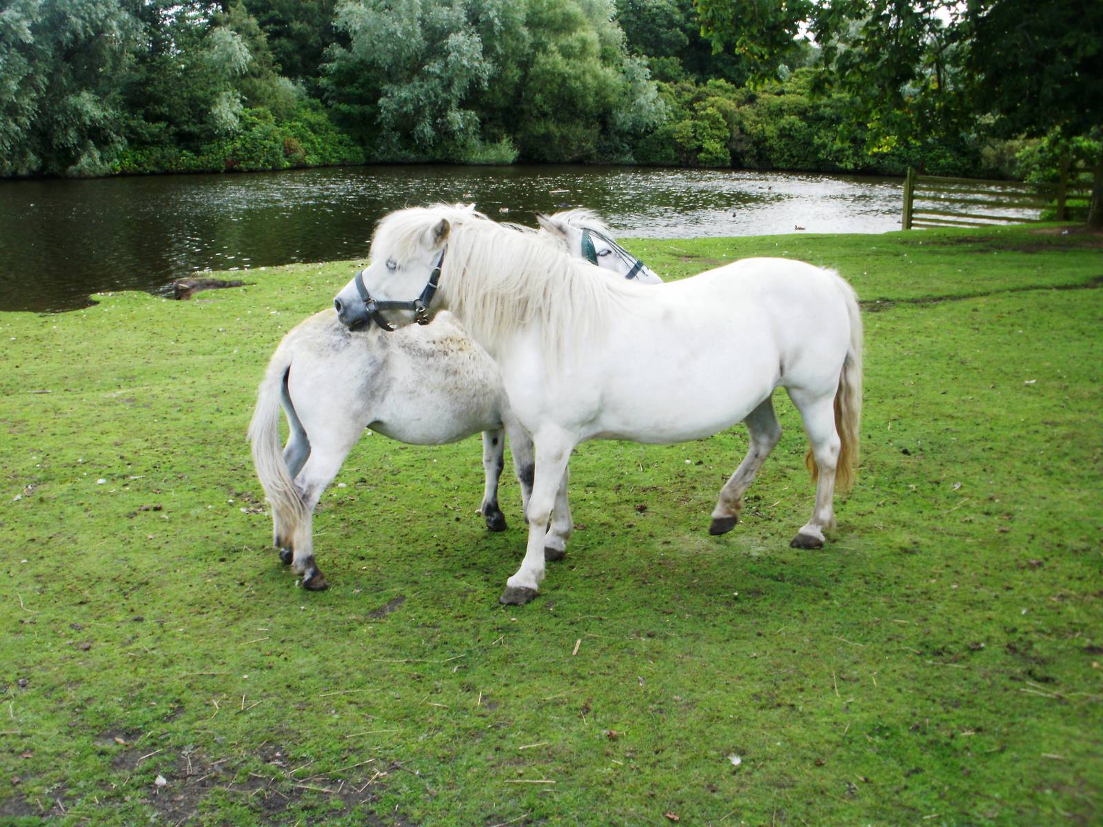 Lake Farm - 07.08.2010