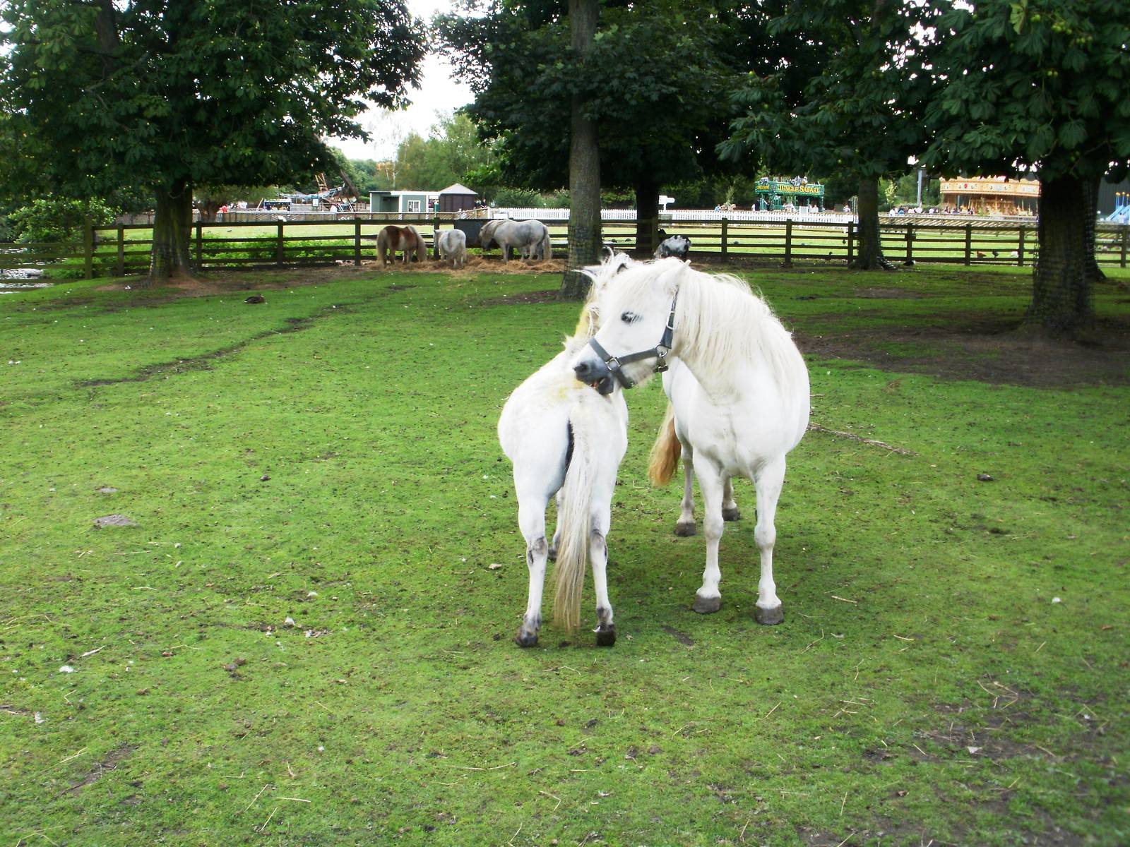 Lake Farm - 07.08.2010