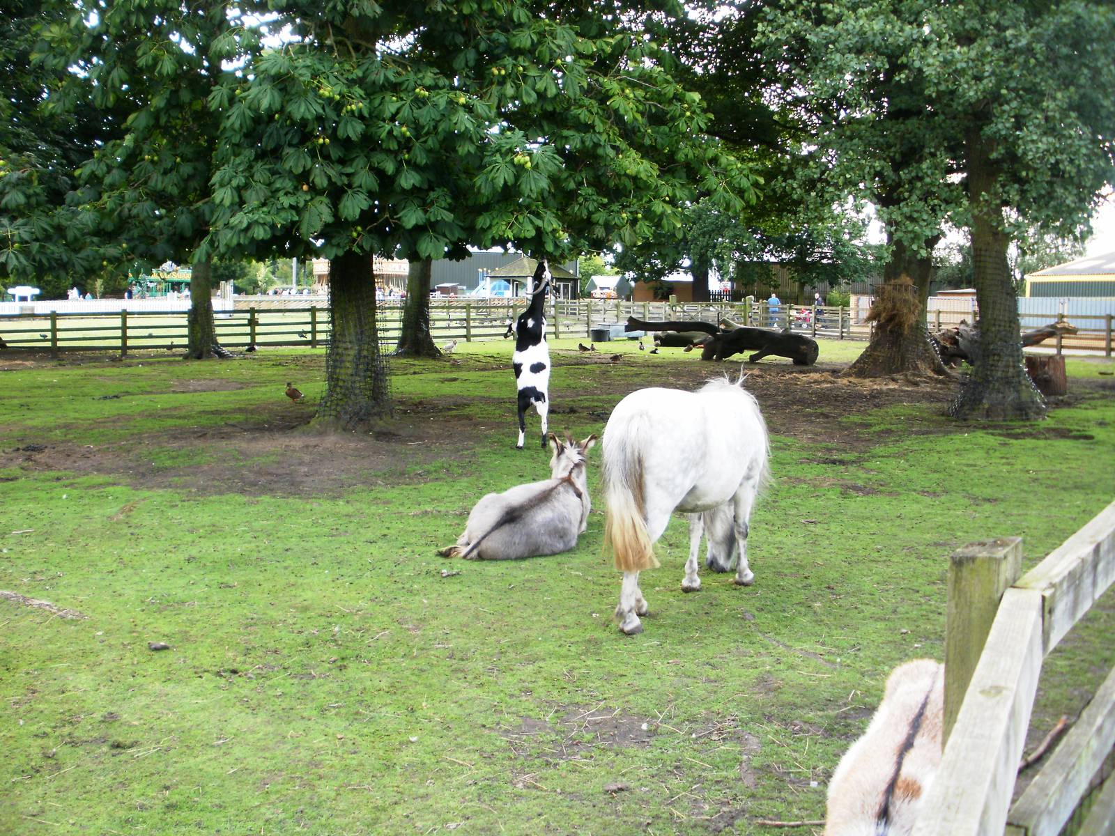 Lake Farm - 07.08.2010