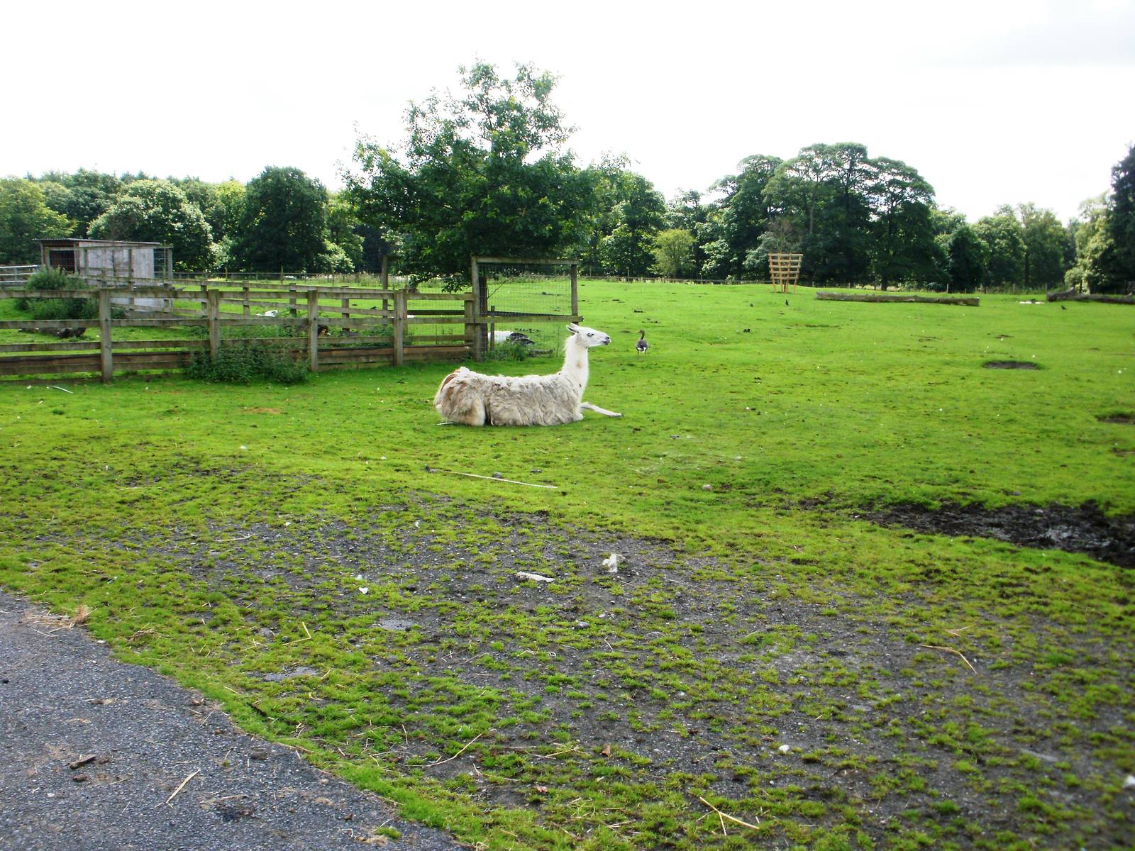 Lake Farm - 07.08.2010