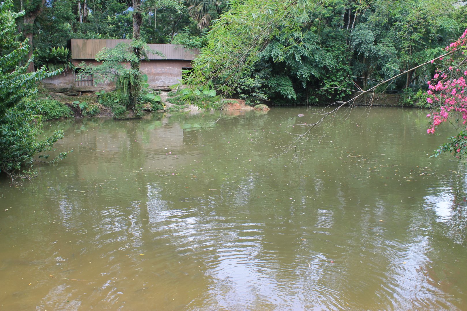 lake for Common Hippopotamus