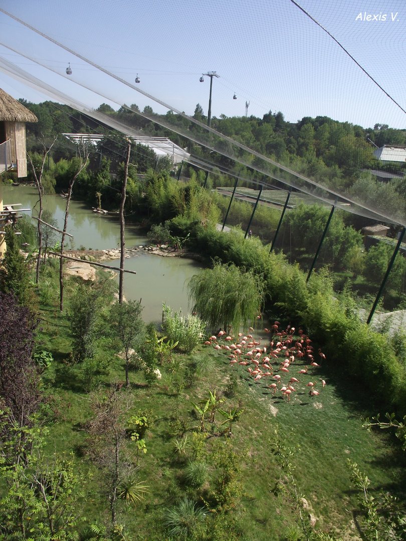 Lake for Flamingos & waterfowl (South American aviary) - Zooparc de Beauval - 08/2023