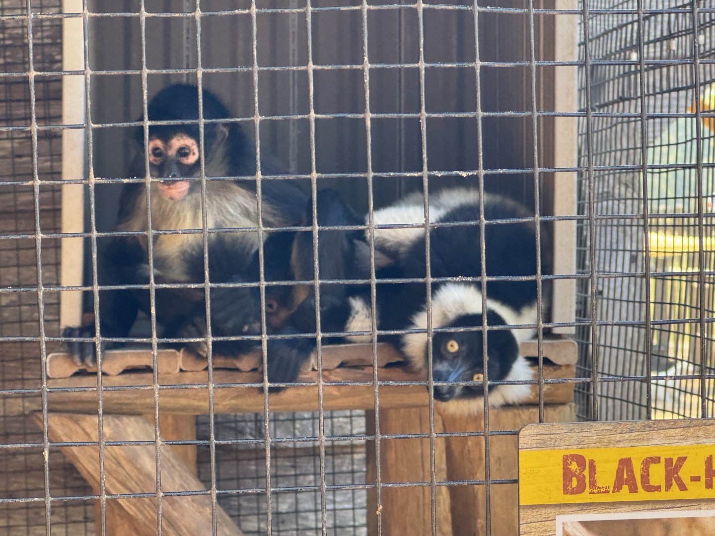 Lake Hartwell Safari - Black & White Ruffed Lemur and Geoffroy's Spider Monkey (10/26/24)