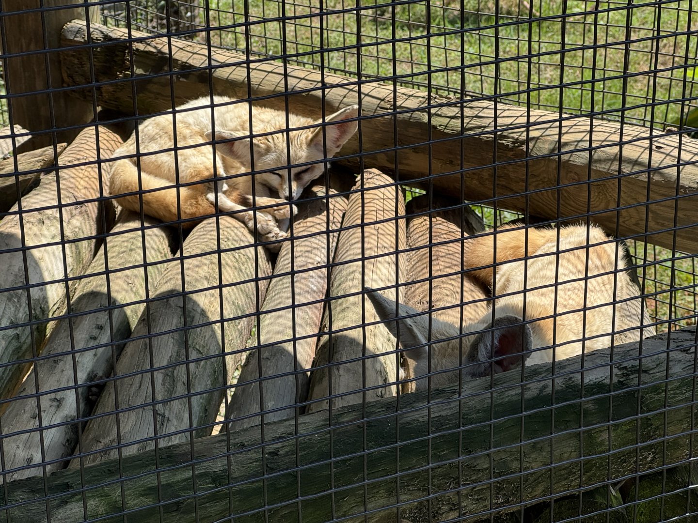 Lake Hartwell Safari - Fennec Foxes (4/26/25)