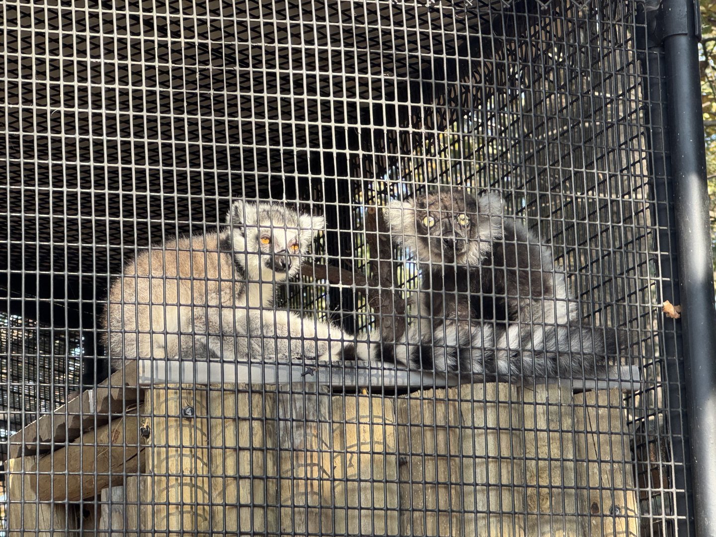 Lake Hartwell Safari - Juvenile Black & White Ruffed Lemur and Ring-Tailed Lemur (10/26/24)