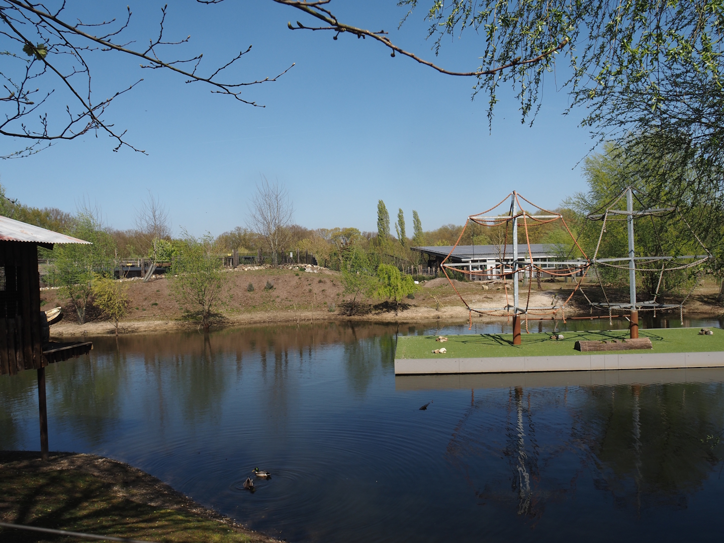 Lake in Capybara, Giant anteater, Darwin's rhea, waterfowl and turtle exhibit, 2025-04-12
