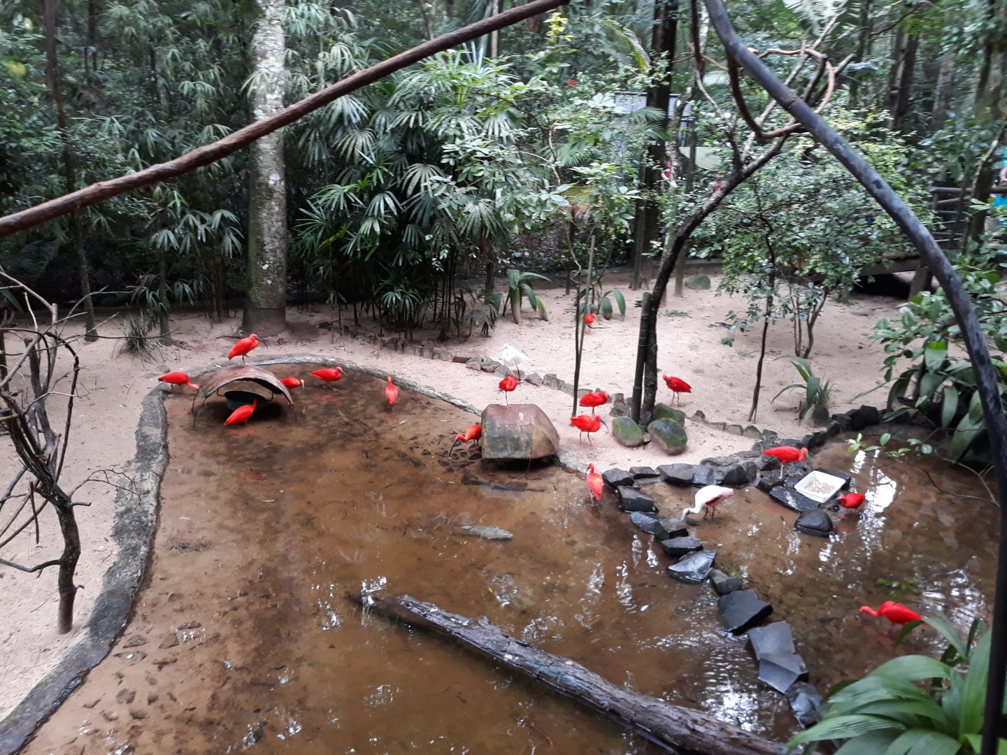 lake in the mangrove mixed exhibit - Parque das aves