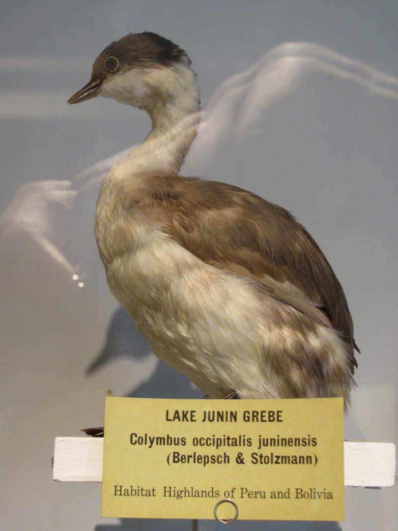 Lake Junin Grebe