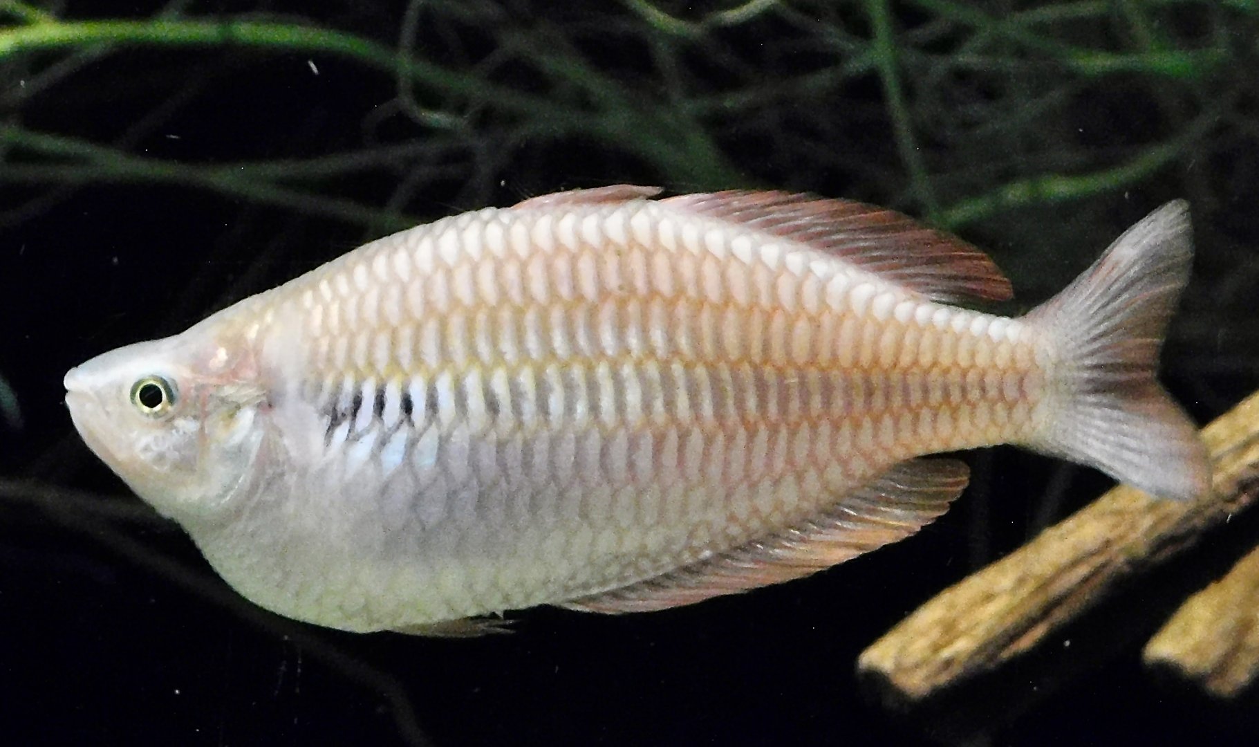 Lake Kuromoi Rainbowfish (Melanotaenia parva) - Kawasui Kawasaki Aquarium November 19, 2025
