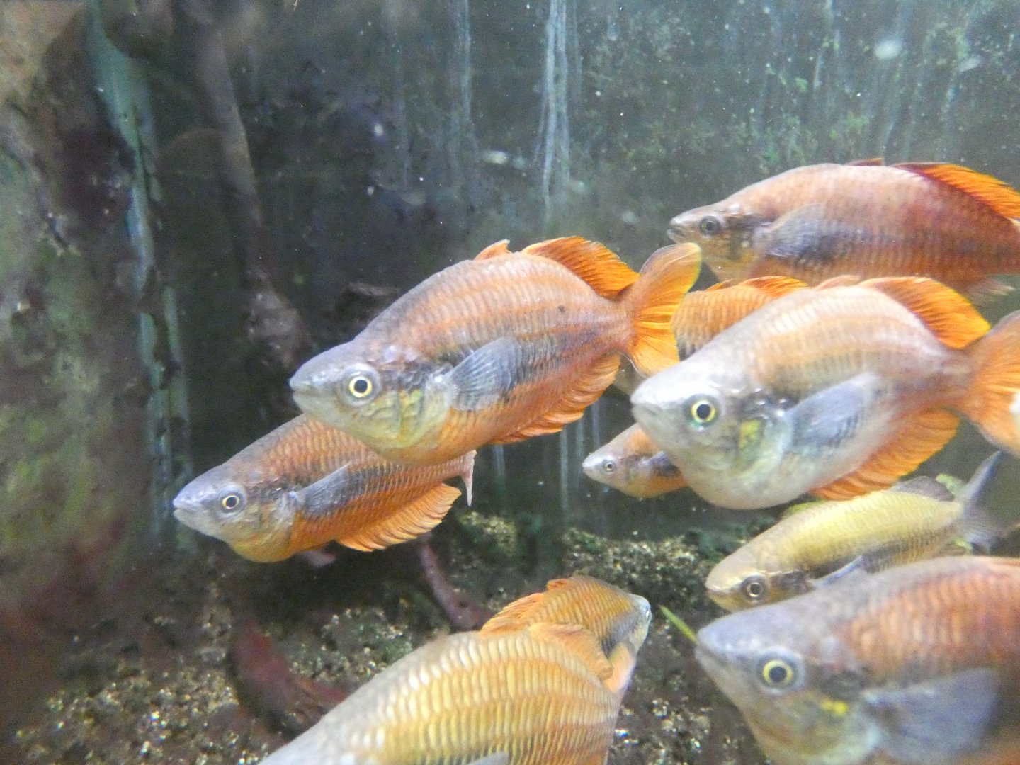 Lake Kurumoi rainbow fish