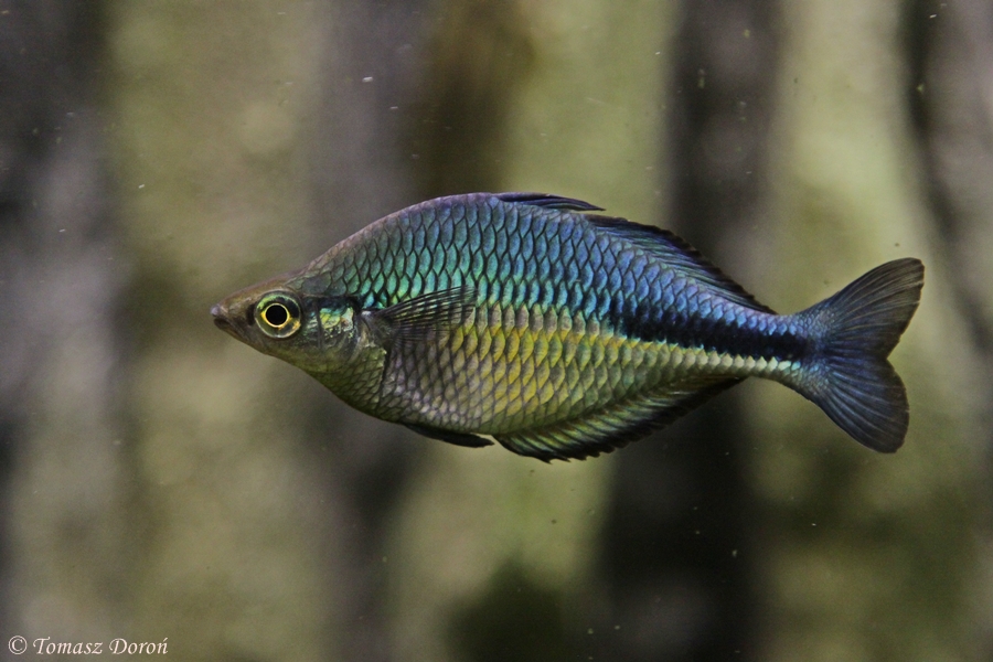 Lake Kutubu Rainbowfish (Melanotaenia lacustris) at Zamosc Zoo