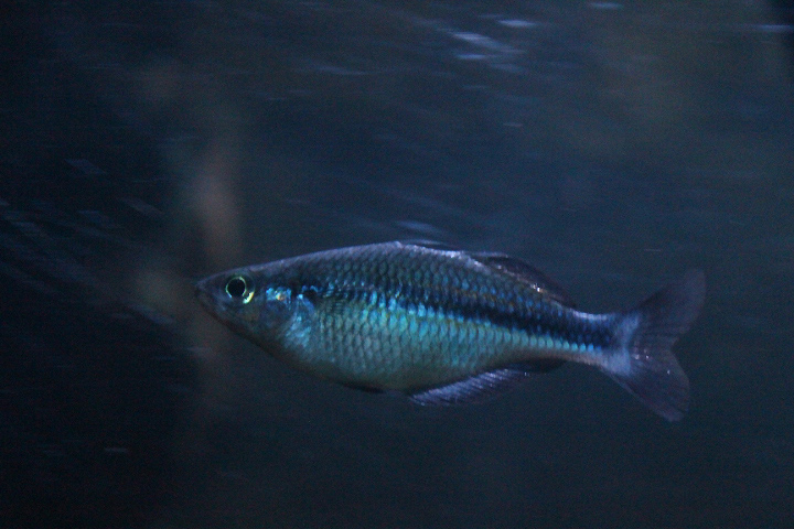 Lake Kutubu rainbowfish (Melanotaenia lacustris)