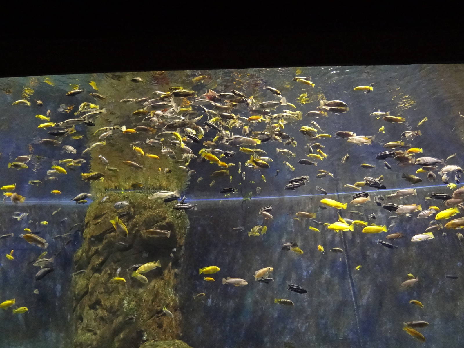 Lake Malawi aquarium