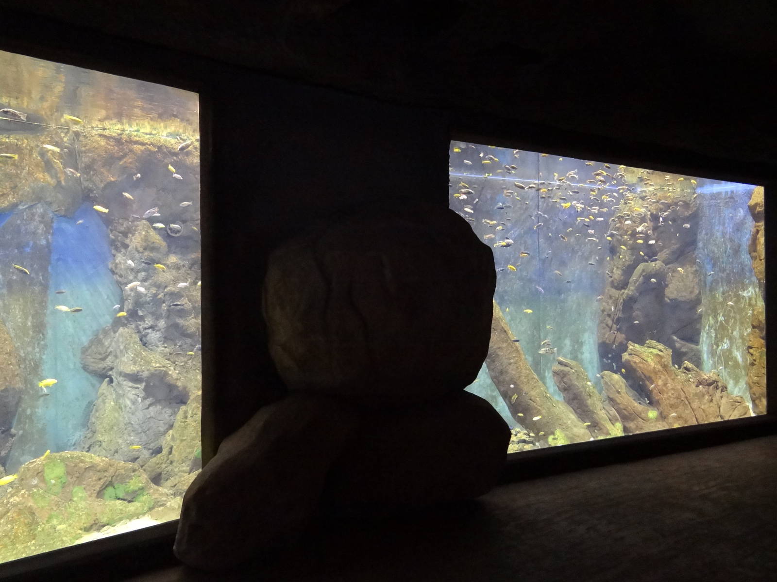 Lake Malawi aquarium